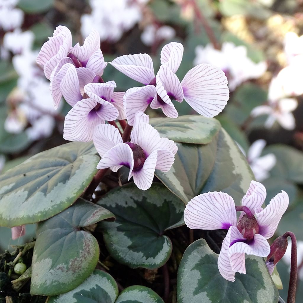 Cyclamen coum f. pallidum Porcelain
