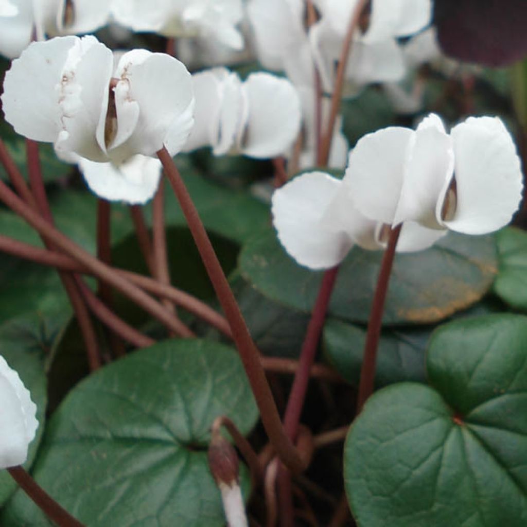 Cyclamen coum Branco
