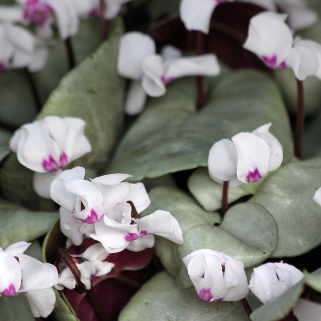 Cyclamen coum Branco folhagem cinza
