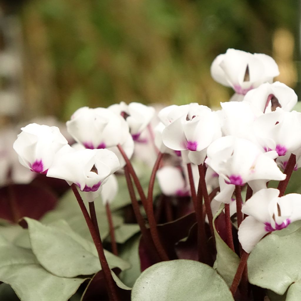 Cyclamen coum Branco folhagem cinza