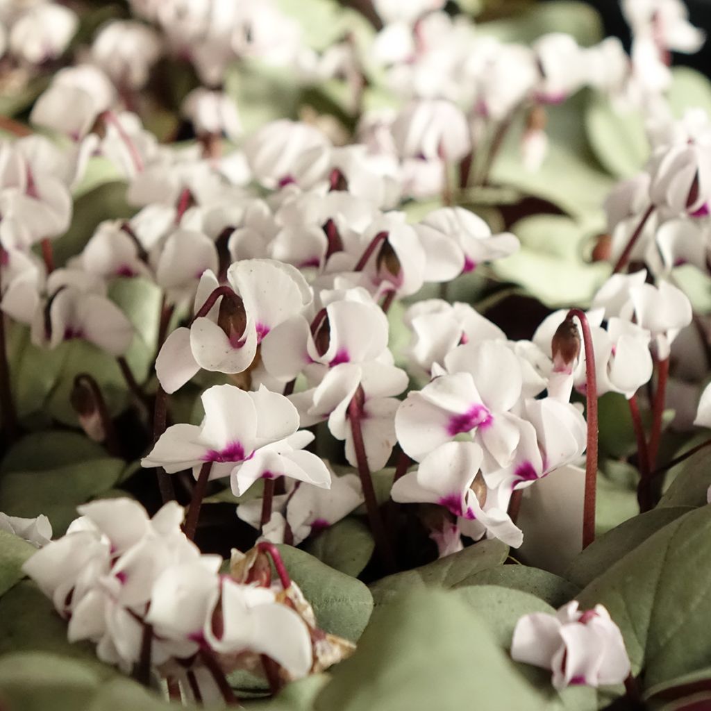 Cyclamen coum Branco folhagem cinza