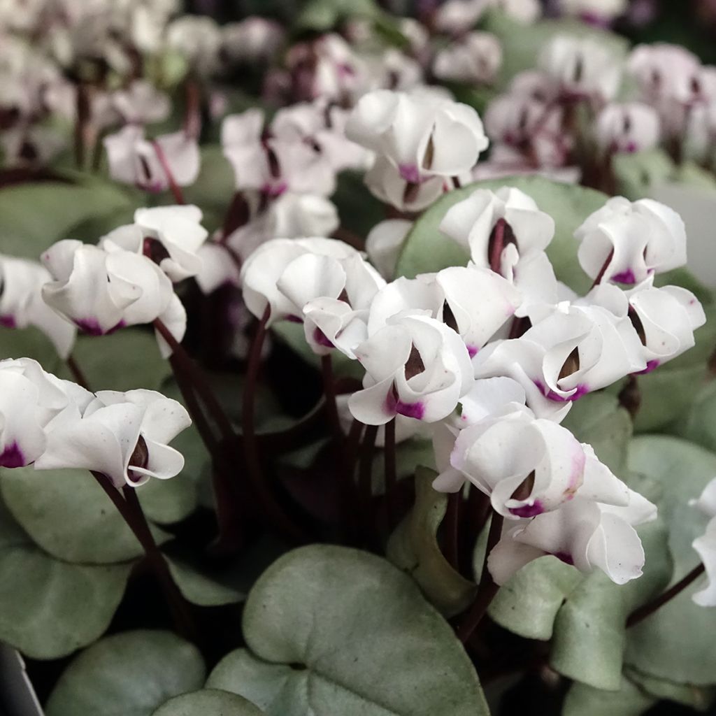 Cyclamen coum Branco folhagem cinza