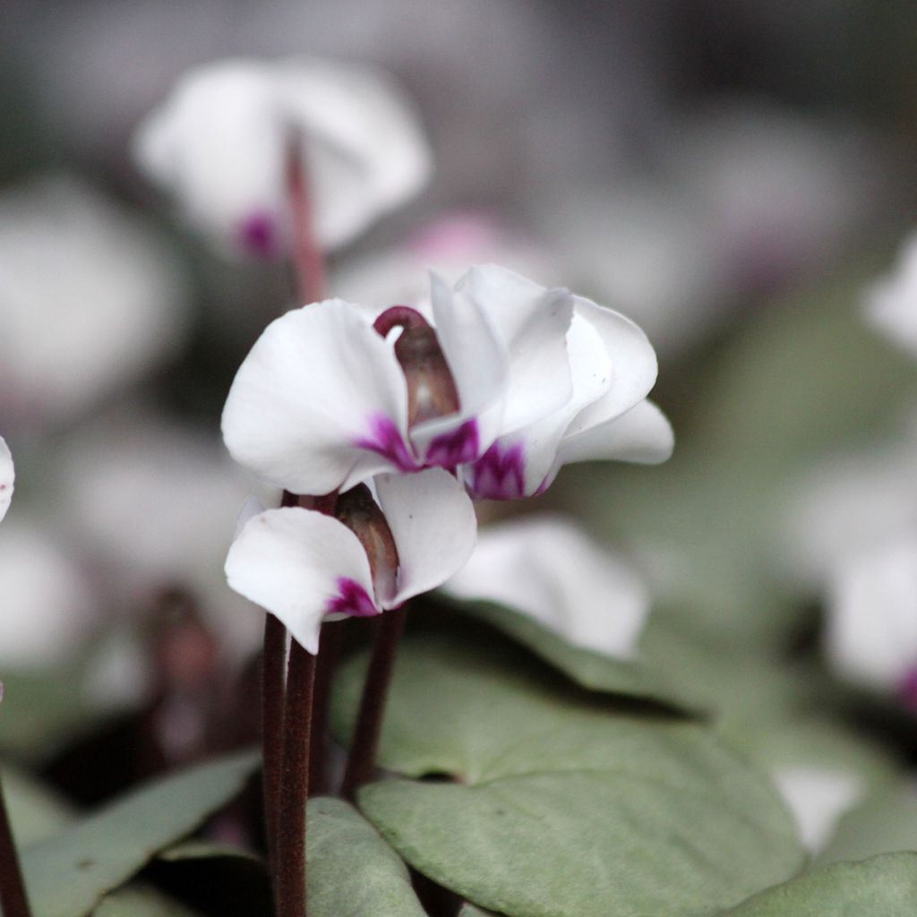 Cyclamen coum Branco folhagem cinza