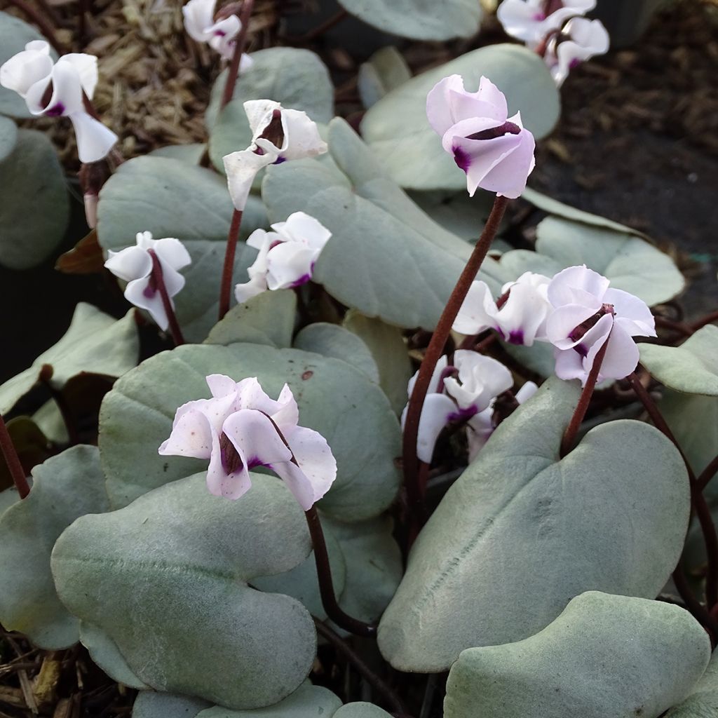 Cyclamen coum Branco folhagem cinza