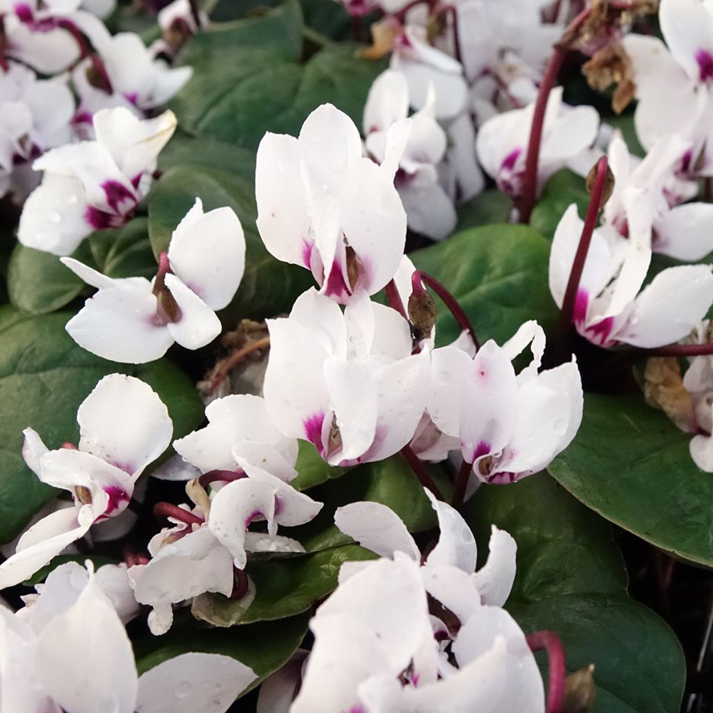 Cyclamen coum Branco folhagem verde