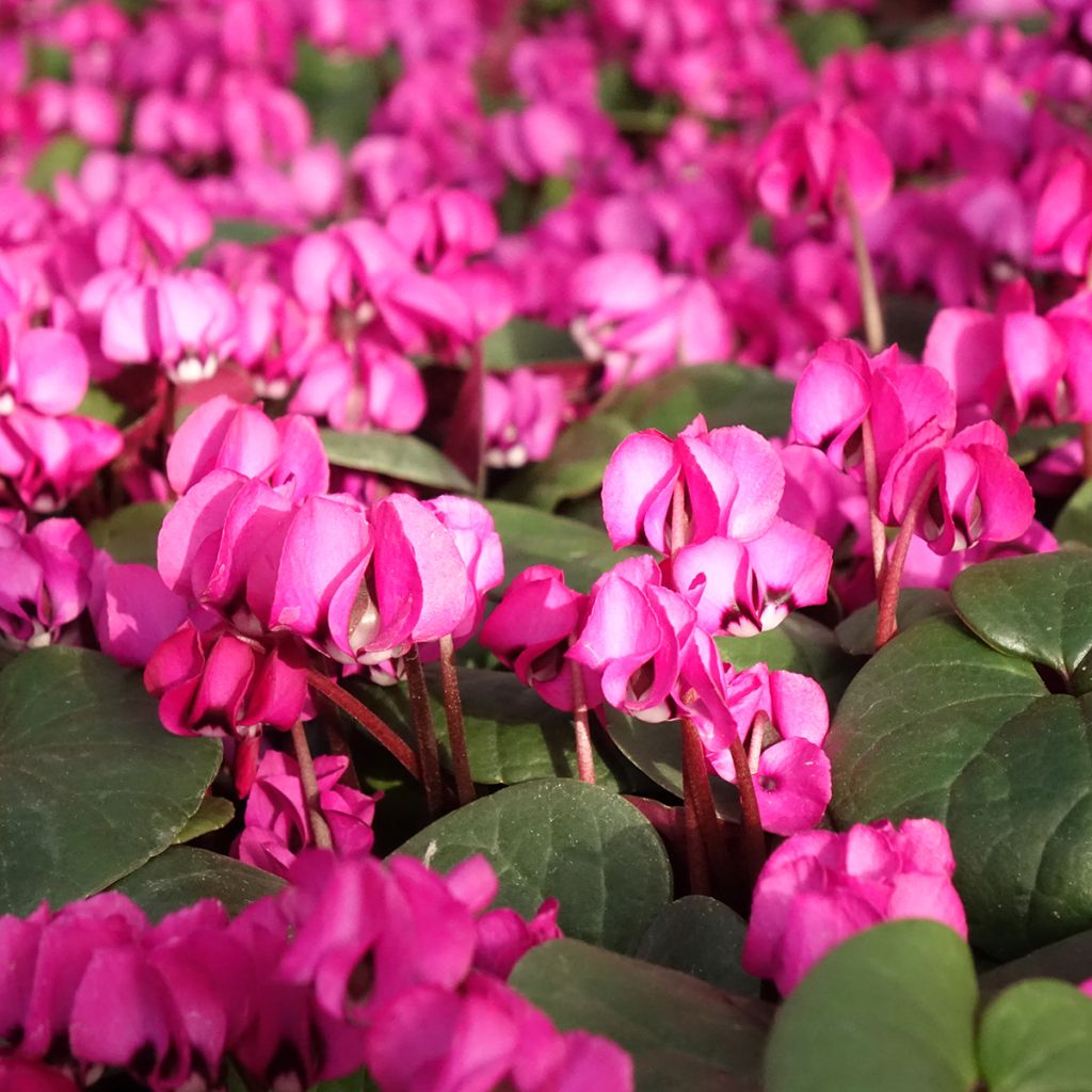 Cyclamen coum Fuschia folhagem verde