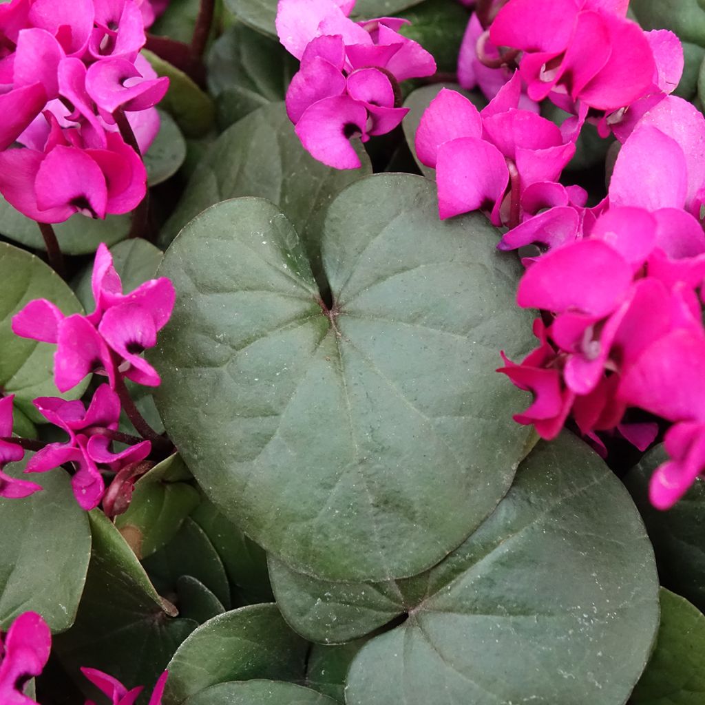 Cyclamen coum Fuschia folhagem verde