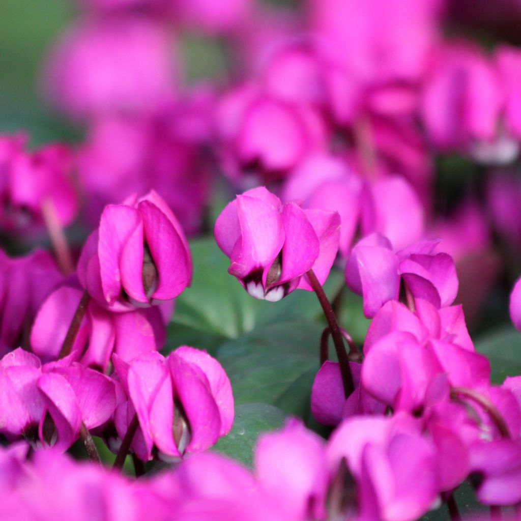 Cyclamen coum Fuschia folhagem verde
