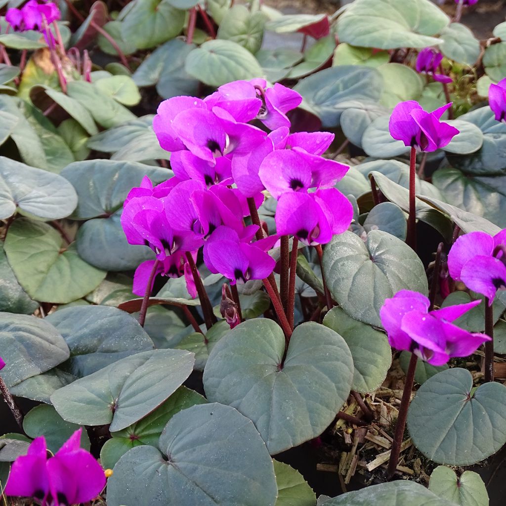 Cyclamen coum Fuschia folhagem verde