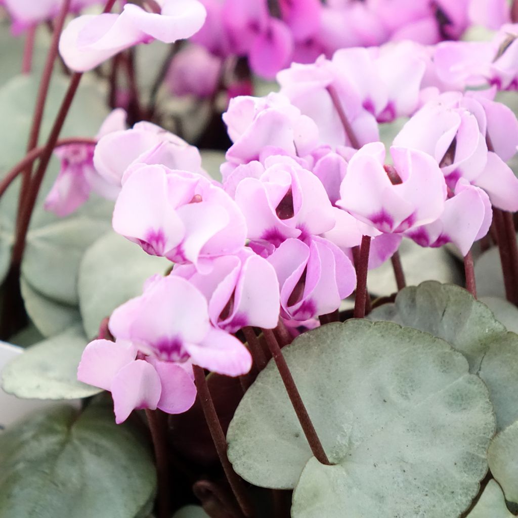 Cyclamen coum Rosa folhagem cinzenta