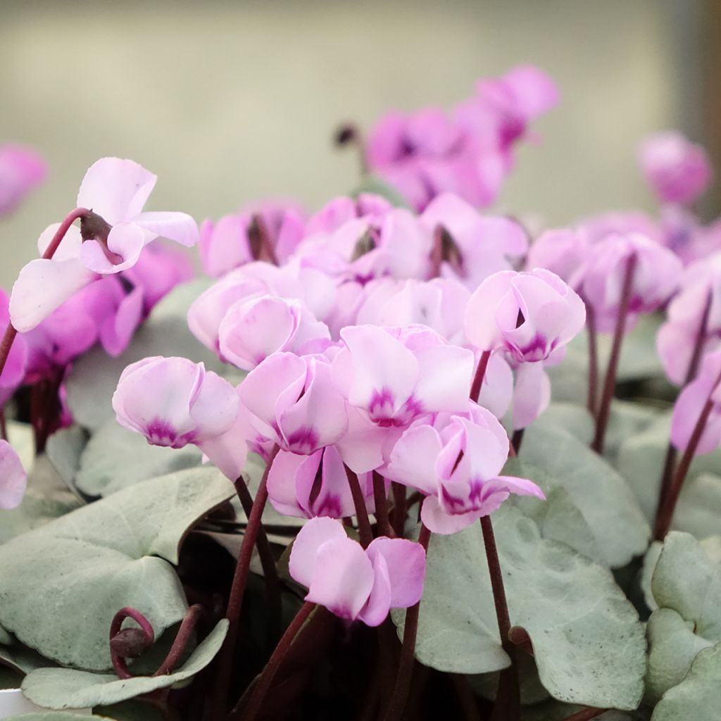 Cyclamen coum Rosa folhagem cinzenta