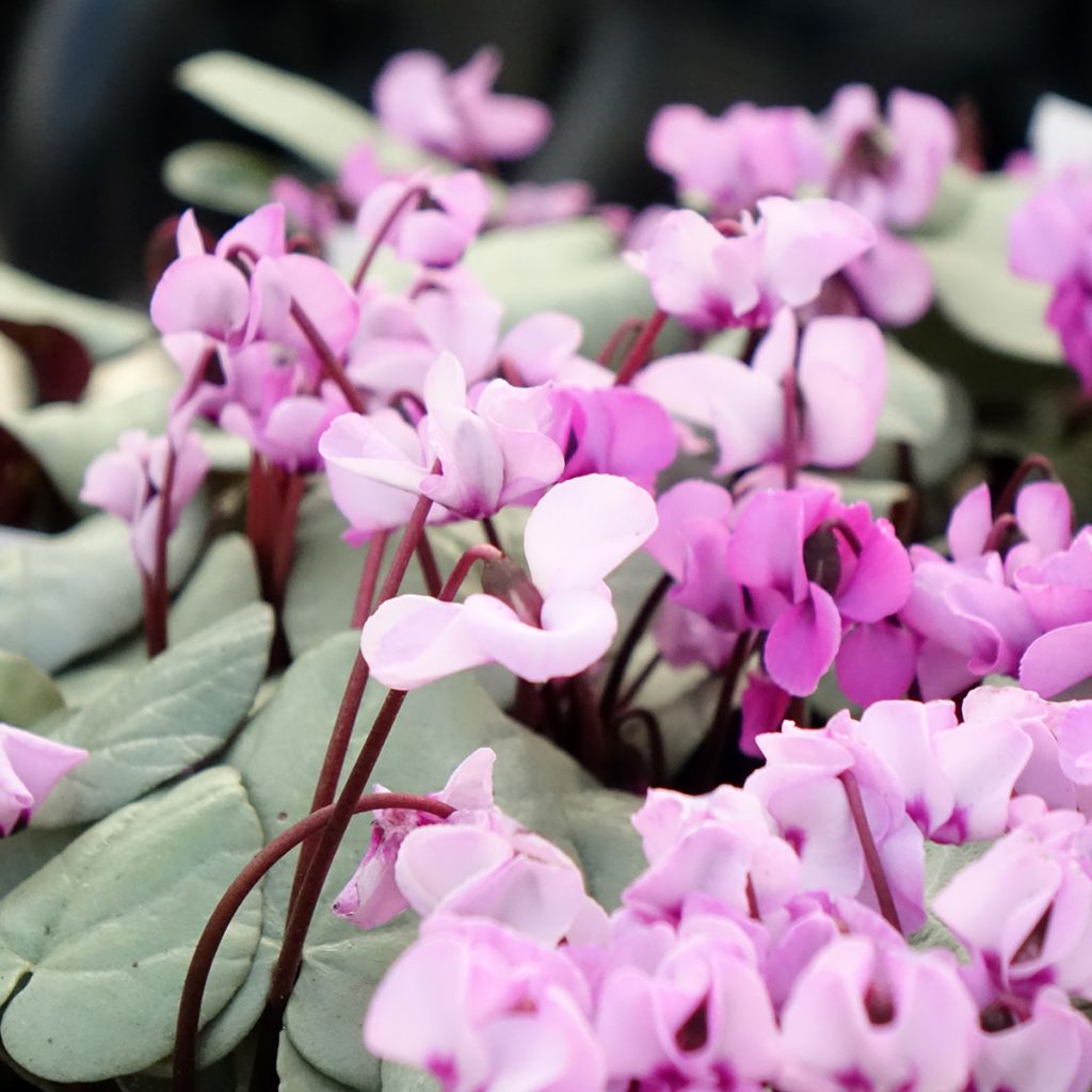 Cyclamen coum Rosa folhagem cinzenta