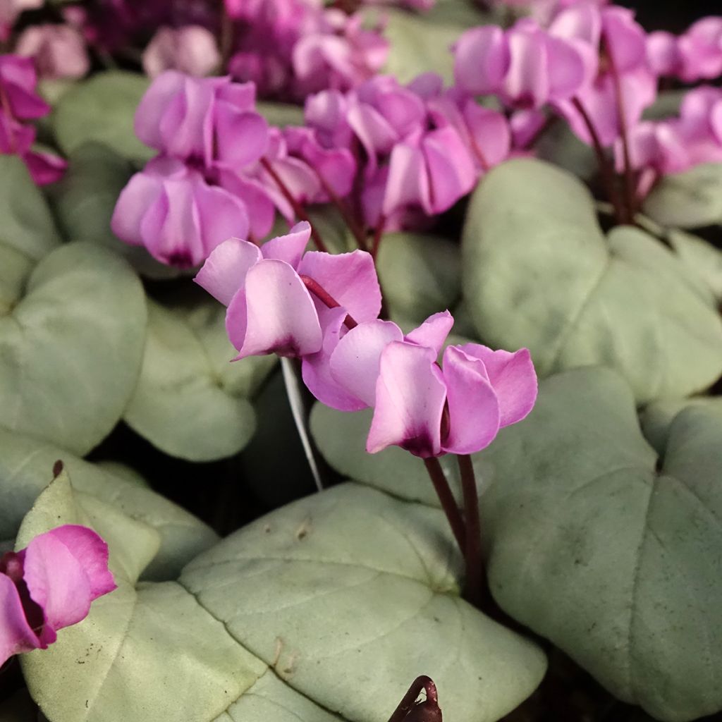 Cyclamen coum Rosa folhagem cinzenta