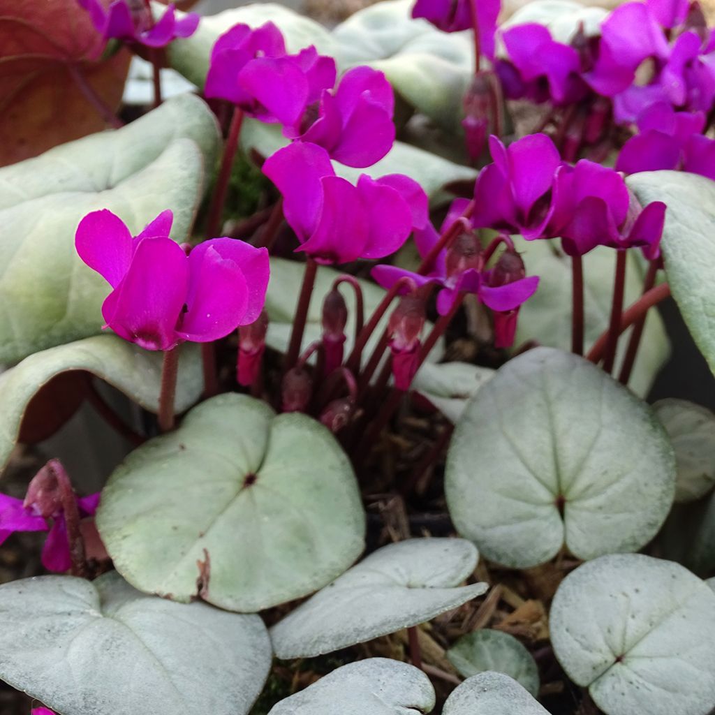 Cyclamen coum Rosa folhagem cinzenta