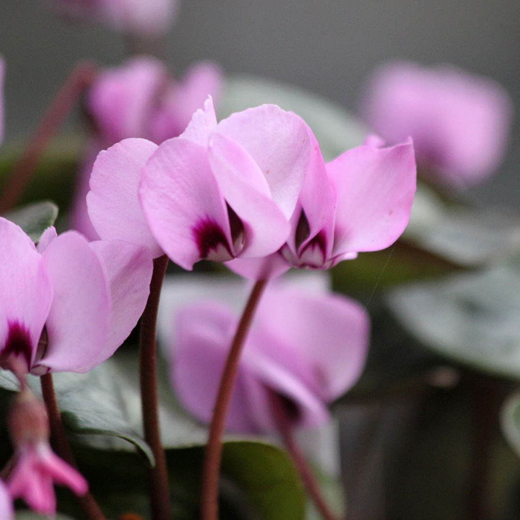 Cyclamen coum rosa folhagem marmoreada