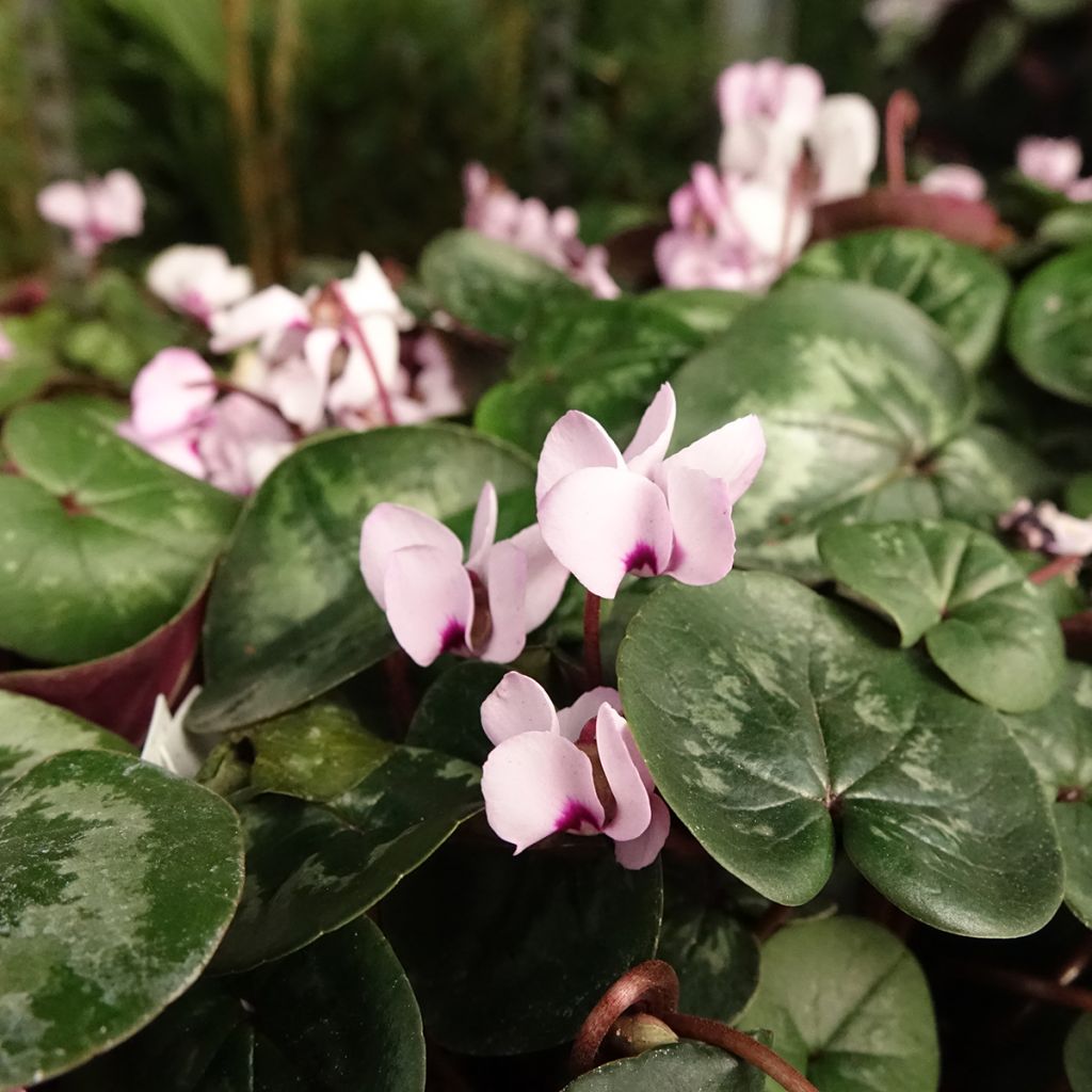 Cyclamen coum rosa folhagem marmoreada