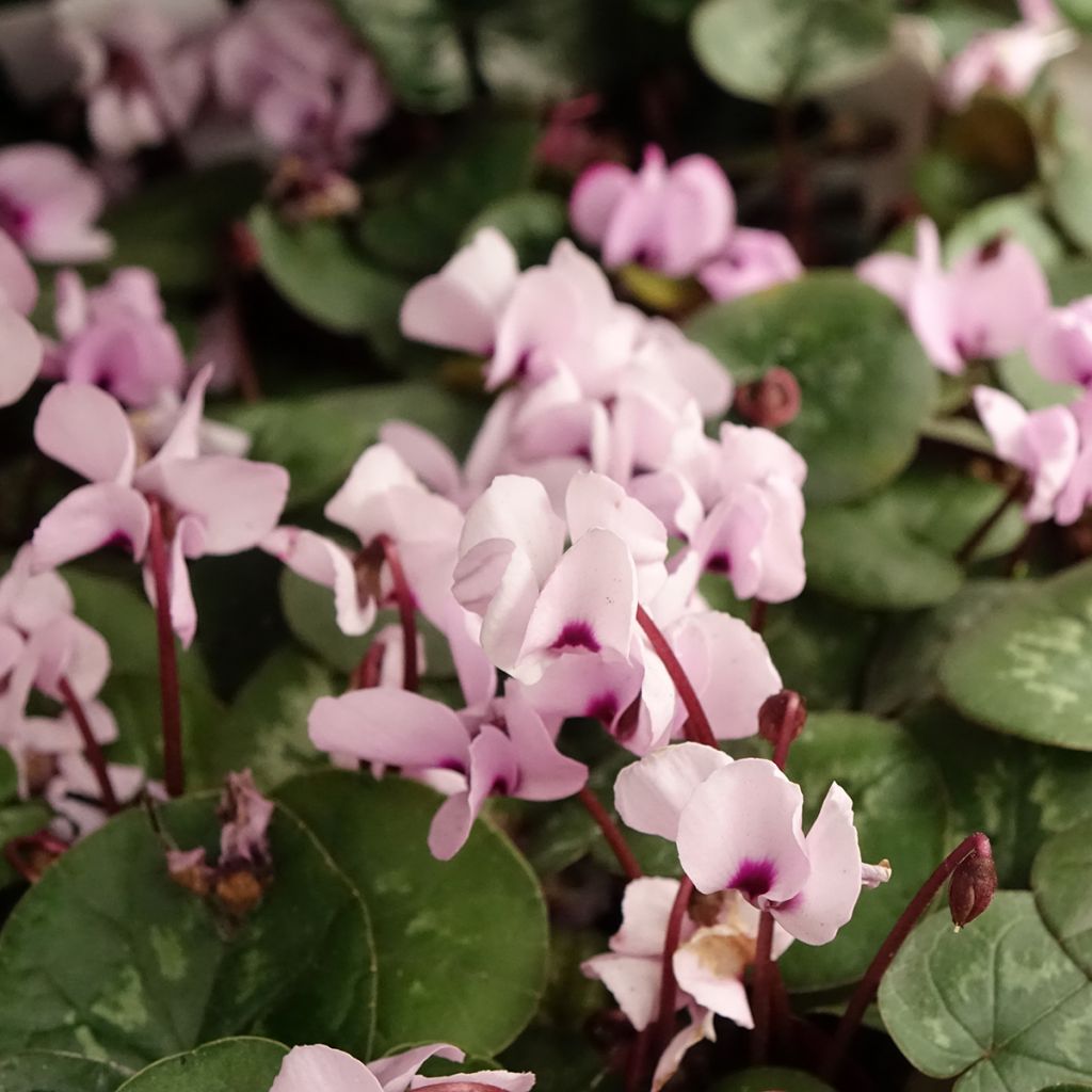 Cyclamen coum rosa folhagem marmoreada
