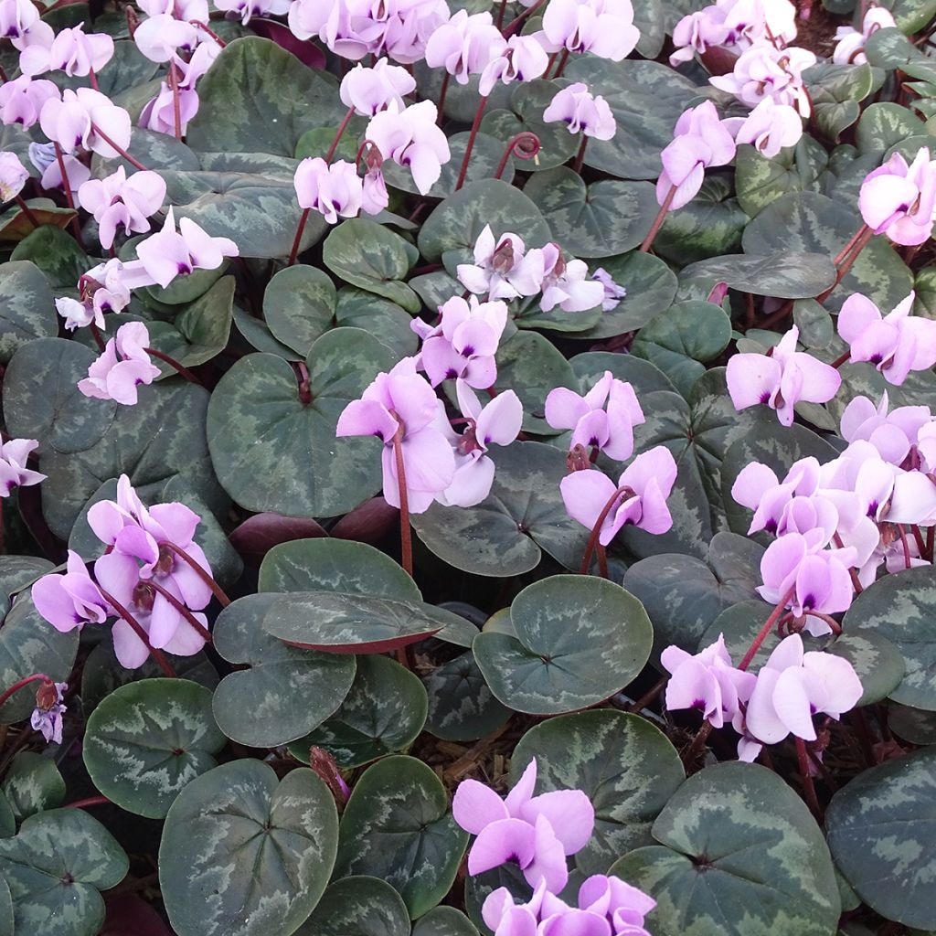 Cyclamen coum rosa folhagem marmoreada