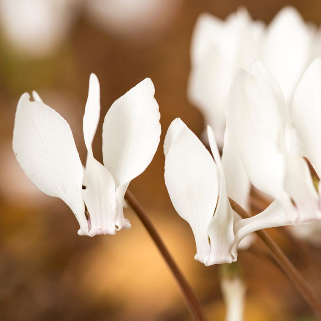 Cyclamen hederifolium Album