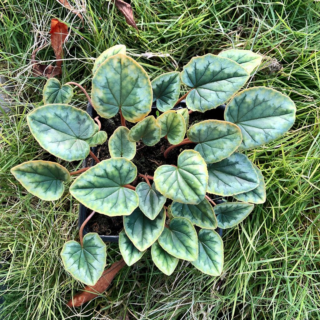 Cyclamen hederifolium Album