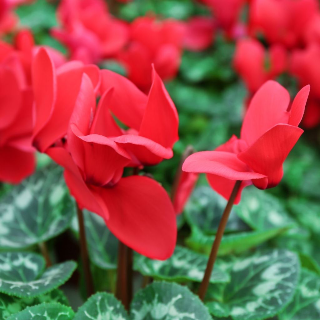 Cyclamen persicum Vermelho