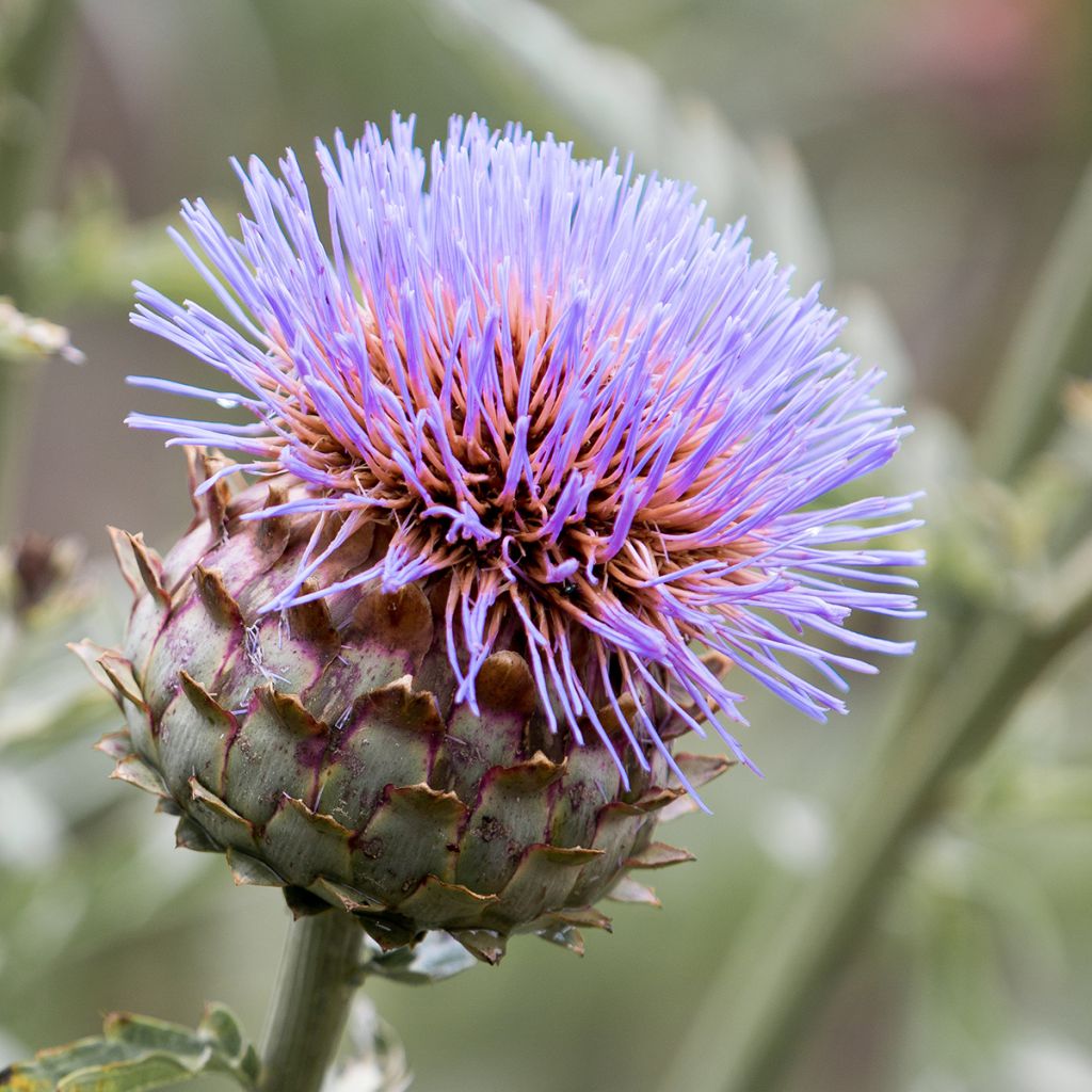 Cynara cardunculus var. altilis