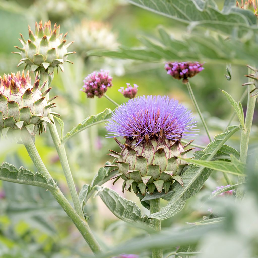 Cynara cardunculus var. altilis