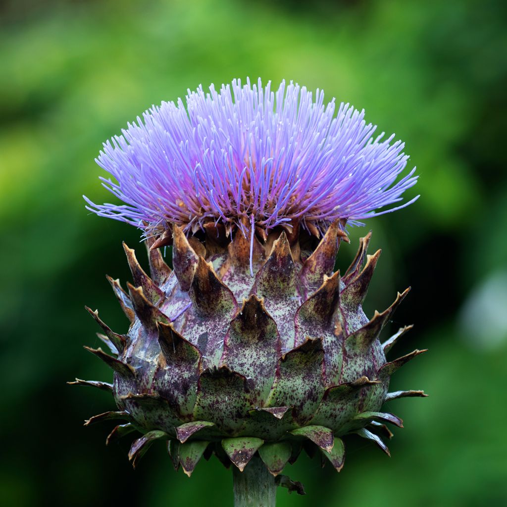 Cynara cardunculus var. altilis