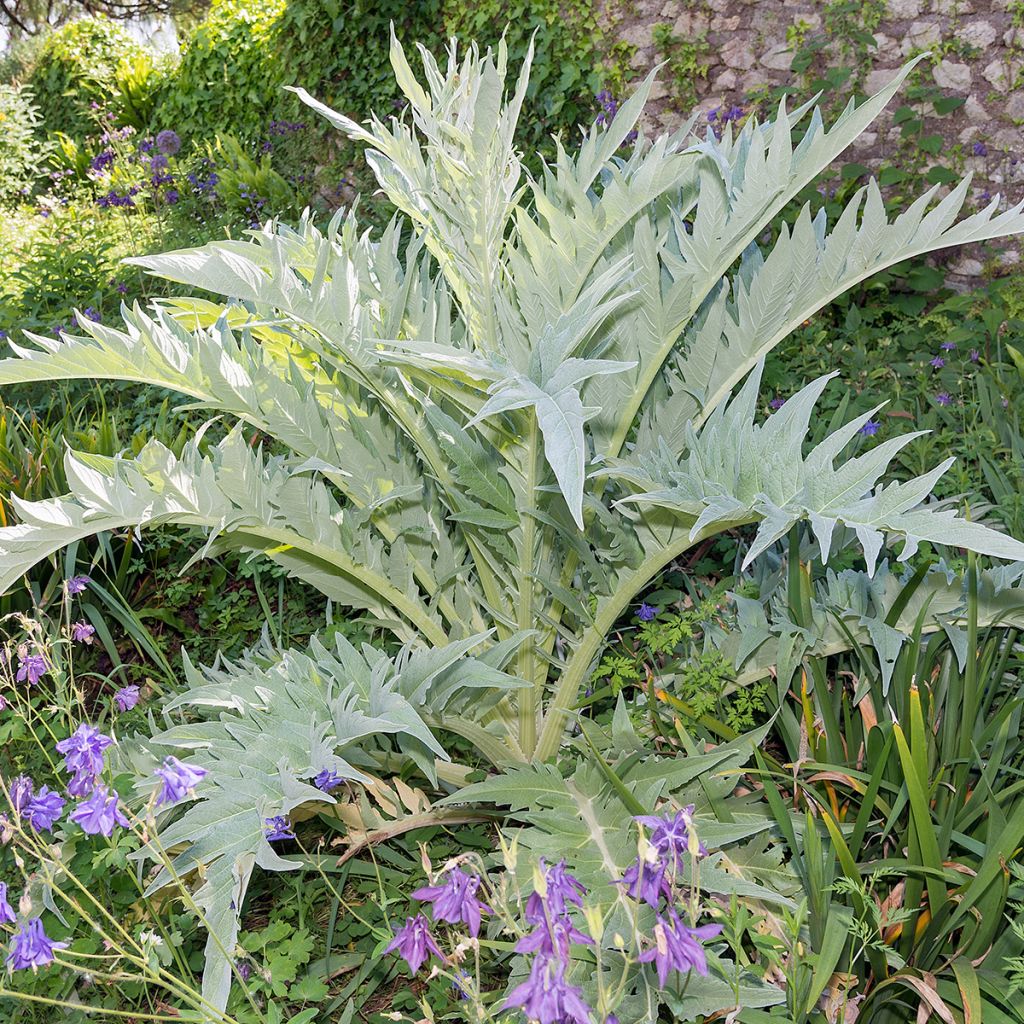 Cynara cardunculus var. altilis