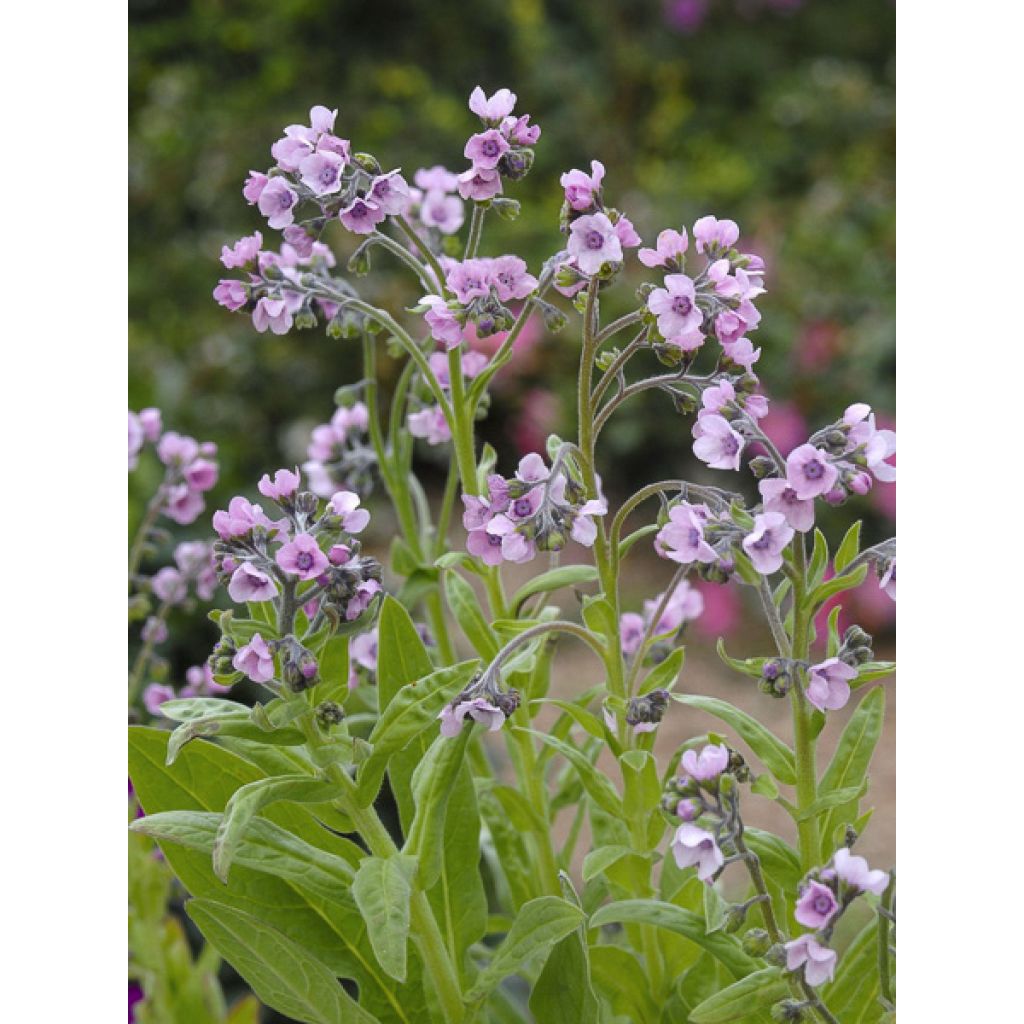 Cynoglossum amabile Mystery Rose em sementes - Miosótis da China