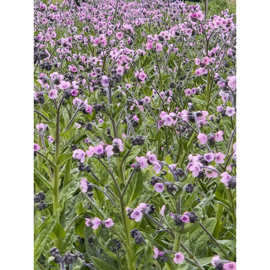 Cynoglossum amabile Mystery Rose em sementes - Miosótis da China
