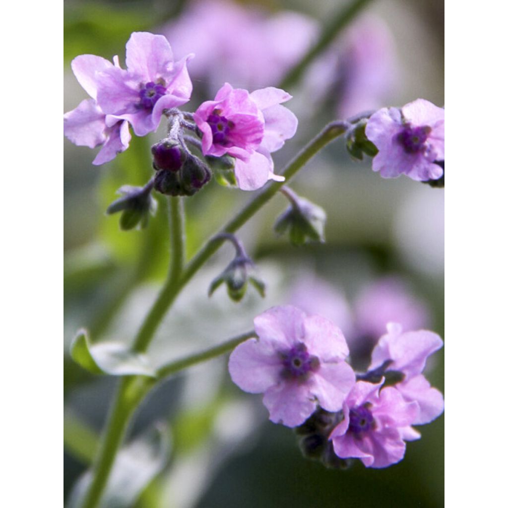 Cynoglossum amabile Mystery Rose em sementes - Miosótis da China