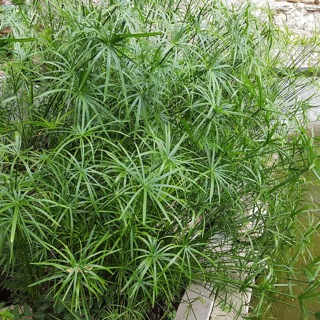 Cyperus alternifolius