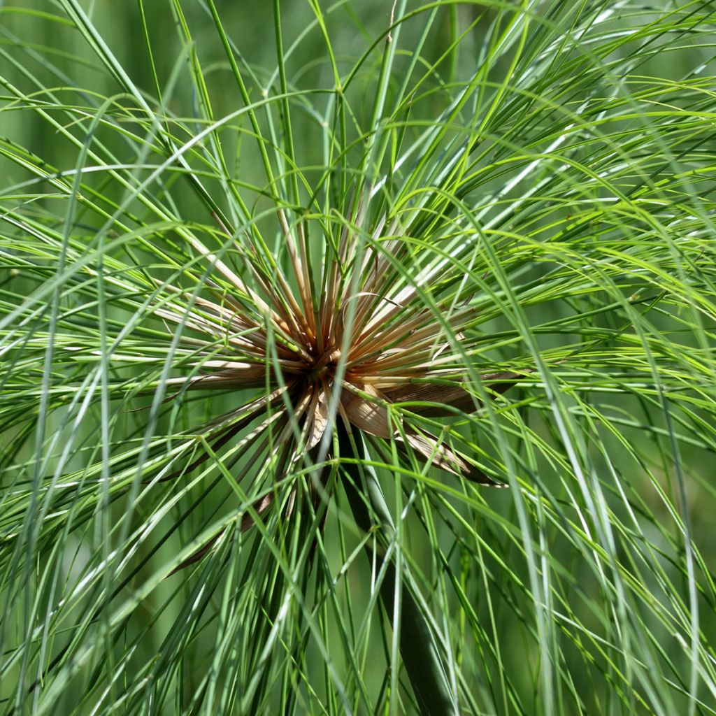 Cyperus papyrus