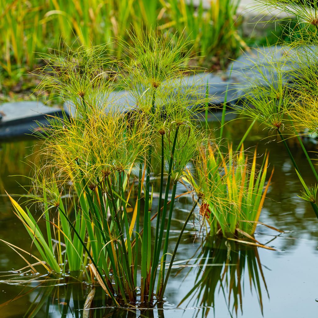 Cyperus papyrus