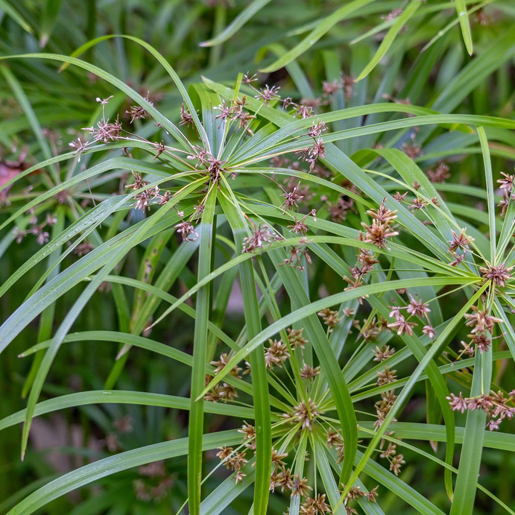 Cyperus alternifolius em sementes - Papiro-umbela