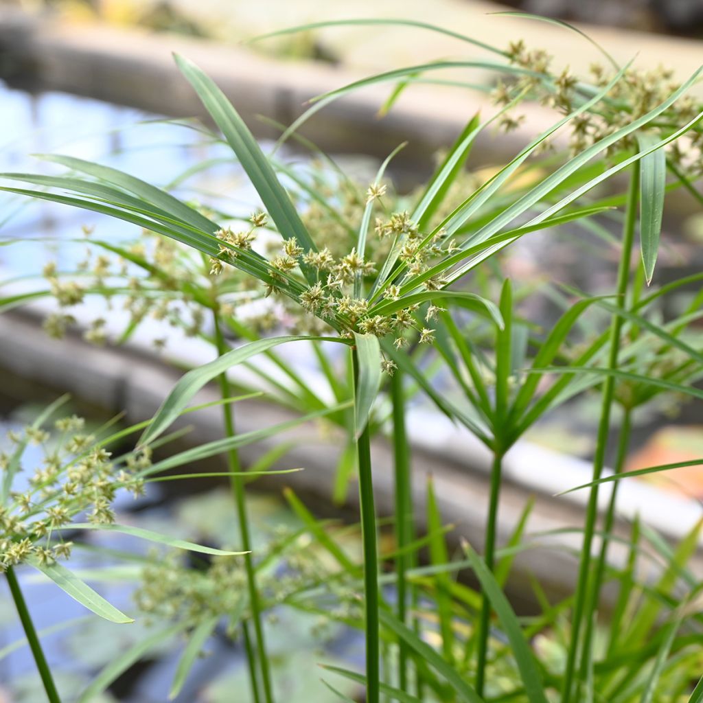 Cyperus alternifolius em sementes - Papiro-umbela
