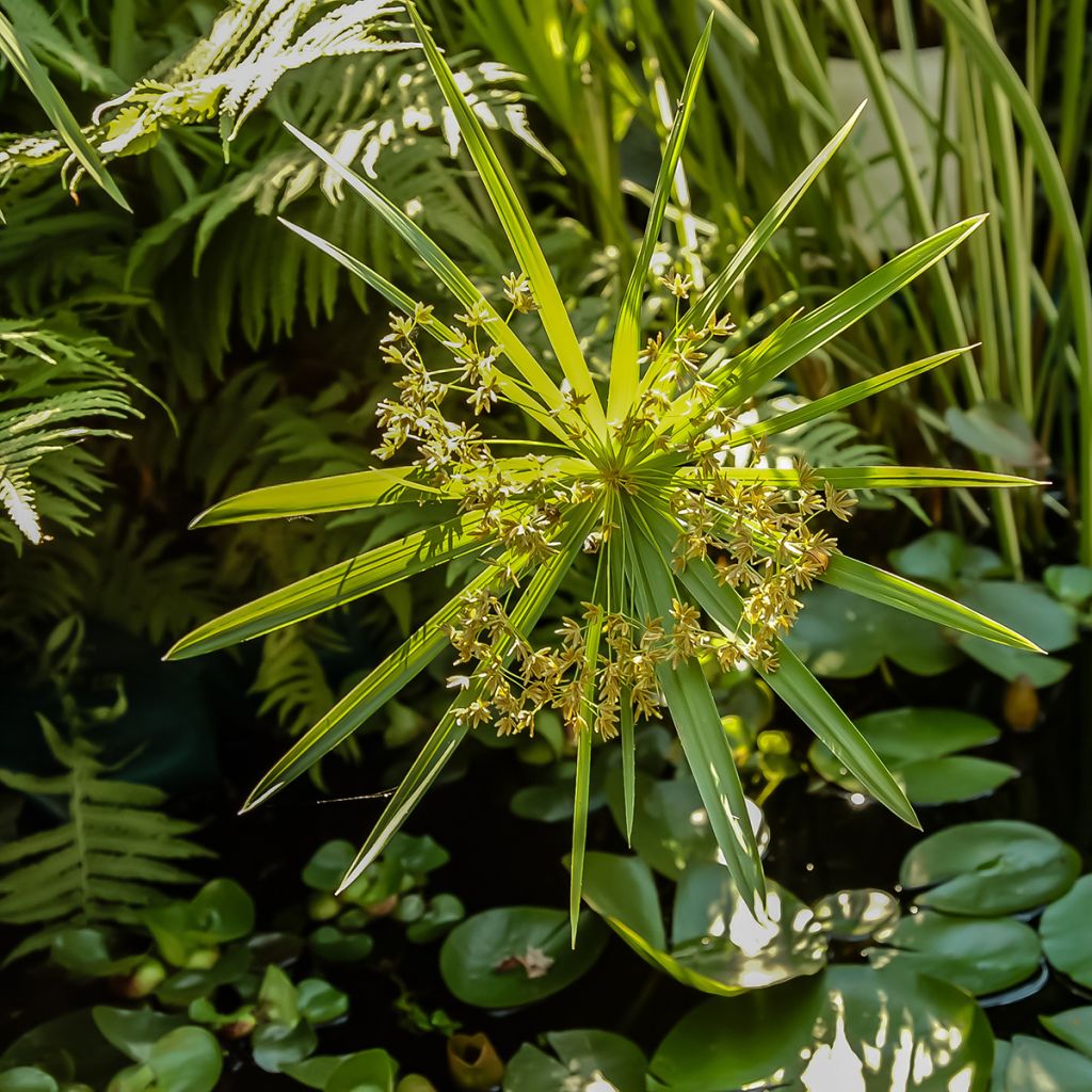 Cyperus alternifolius em sementes - Papiro-umbela