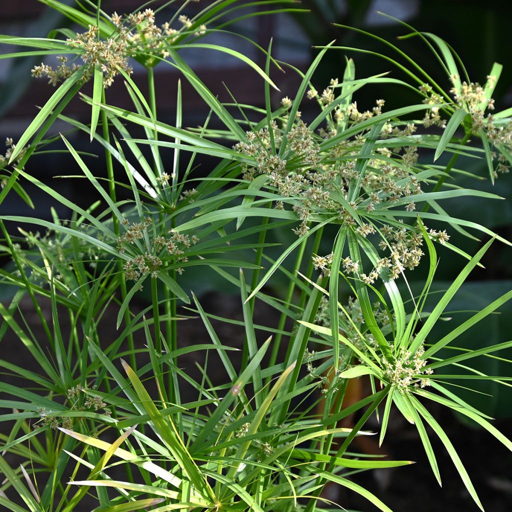 Cyperus alternifolius em sementes - Papiro-umbela