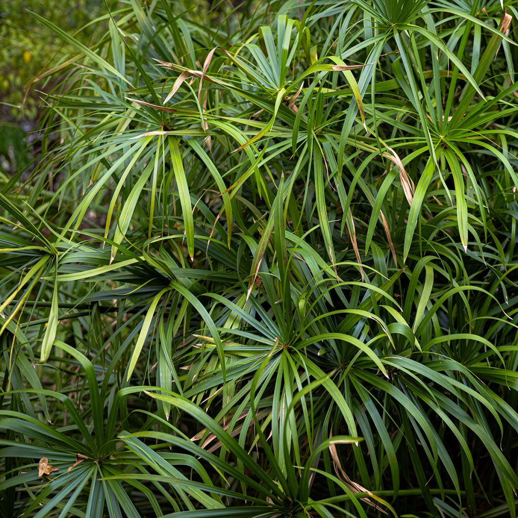 Cyperus alternifolius em sementes - Papiro-umbela