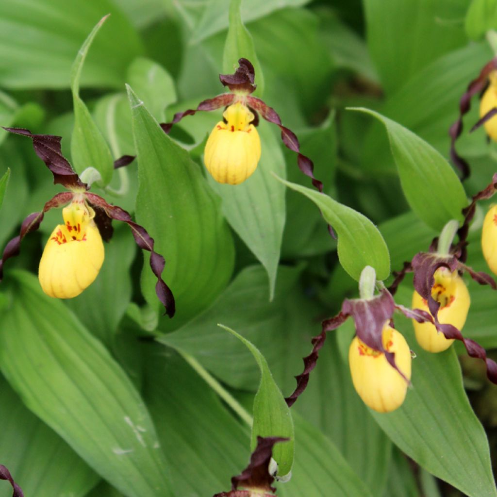 Cypripedium parviflorum var. parviflorum
