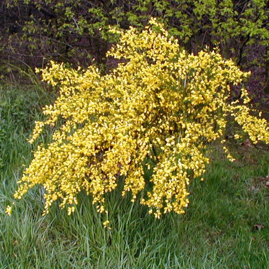 Cytisus scoparius Golden Sunlight