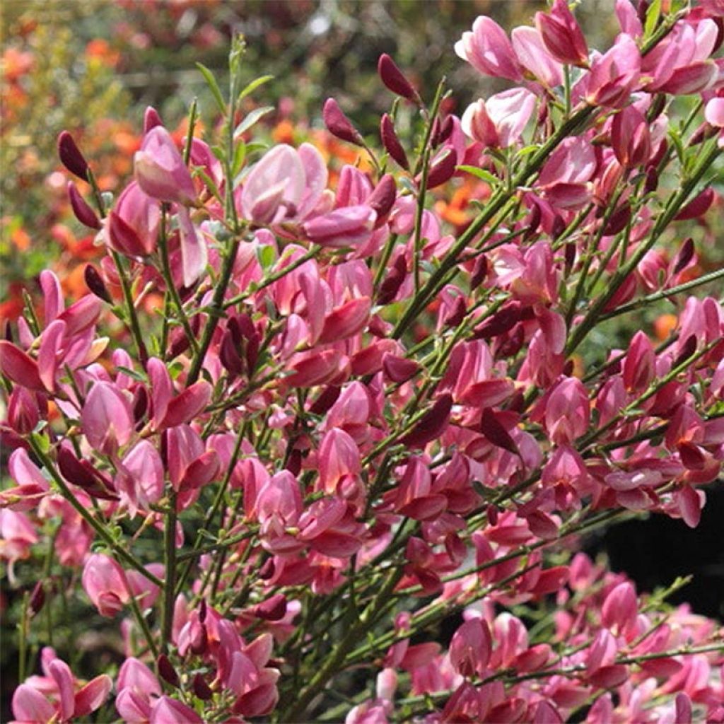 Cytisus precox Hollandia