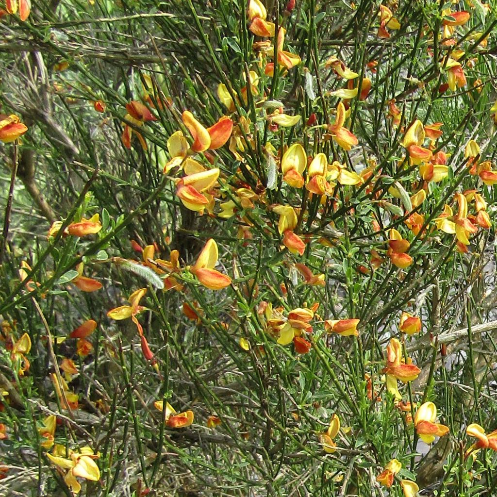Cytisus scoparius Apricot Gem