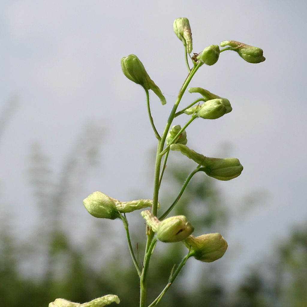 Delphinium Ruysii Pink Sensation, Pied d'Alouette