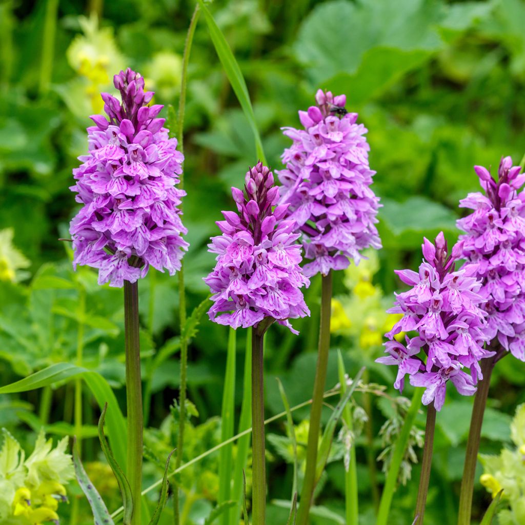 Dactylorhiza maculata