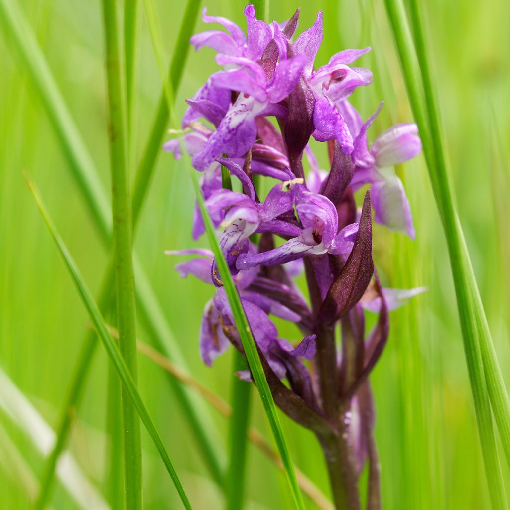 Dactylorhiza maculata