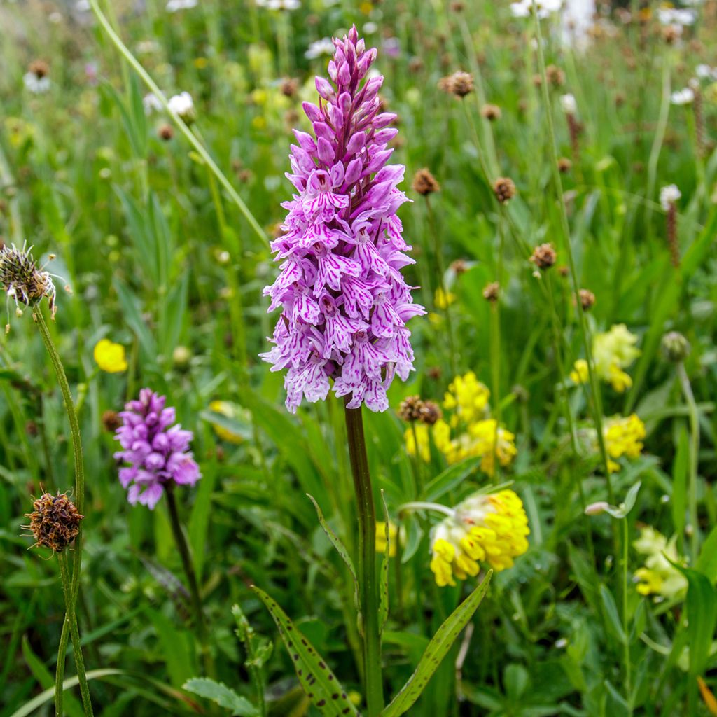 Dactylorhiza maculata