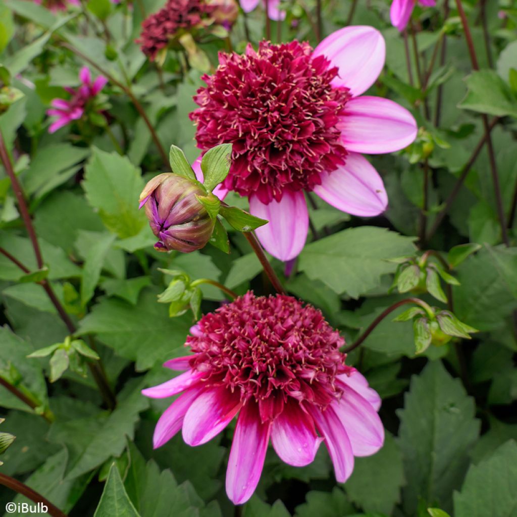 Dahlia anémone Poodle Skirt