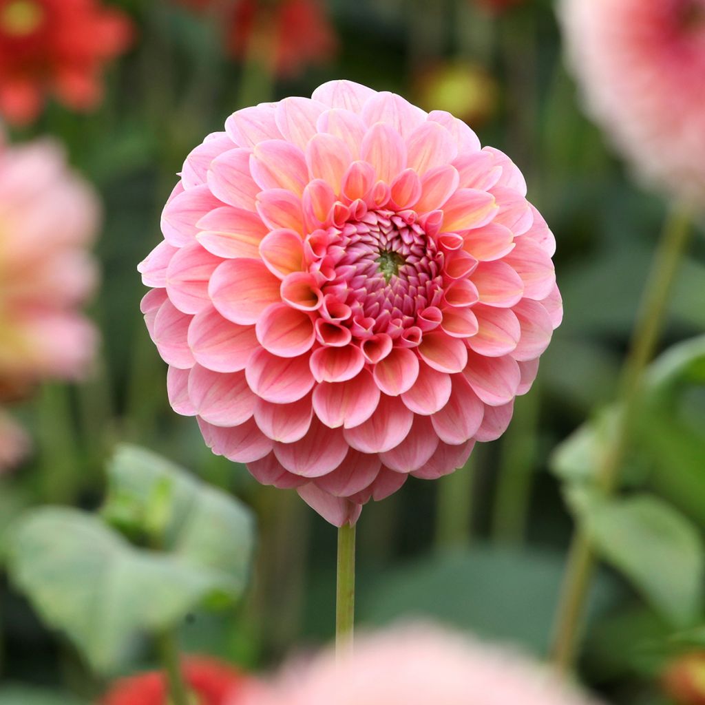 Dahlia balle Linda's Baby